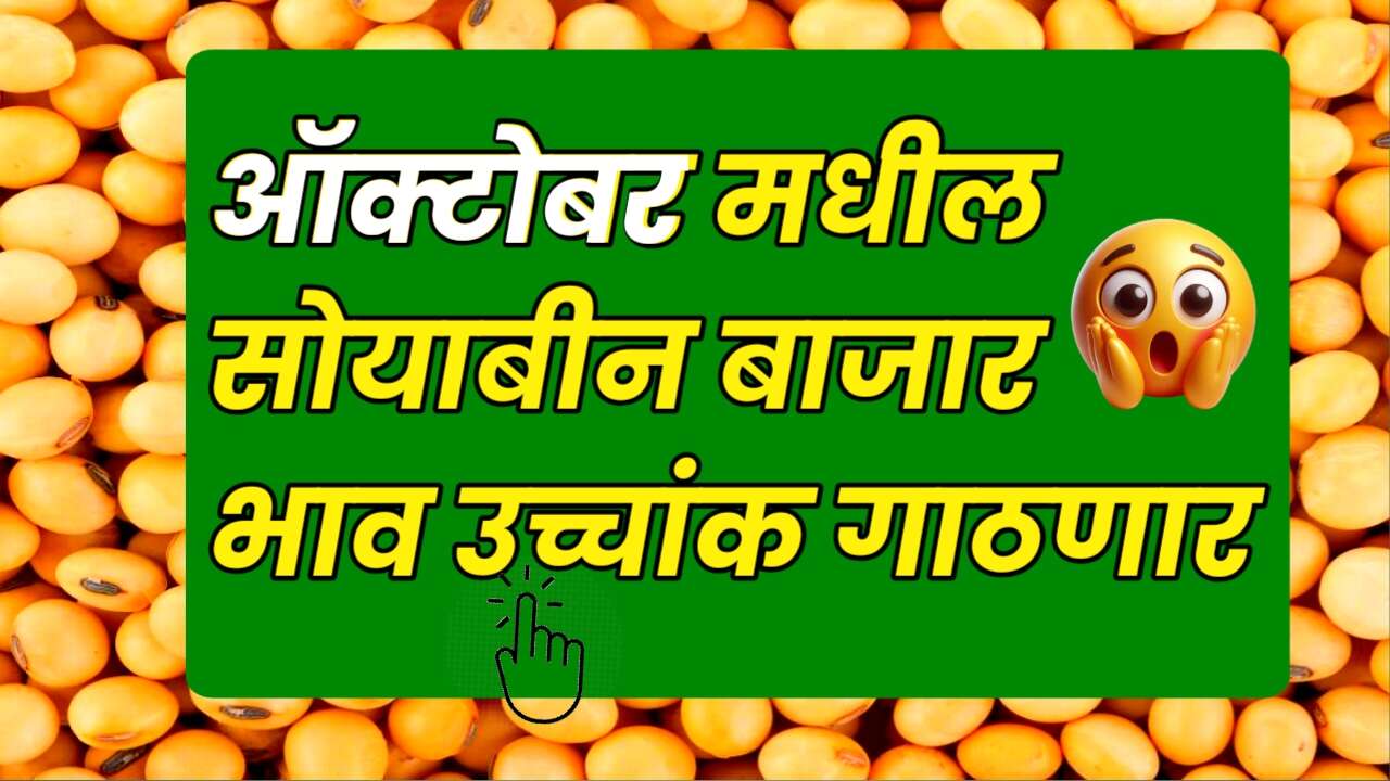 सोयाबीन बाजार भावाबद्दल खळबळजनक अंदाज: ऑक्टोबर ते डिसेंबरमध्ये काय असतील भाव?Soyabean Rates October