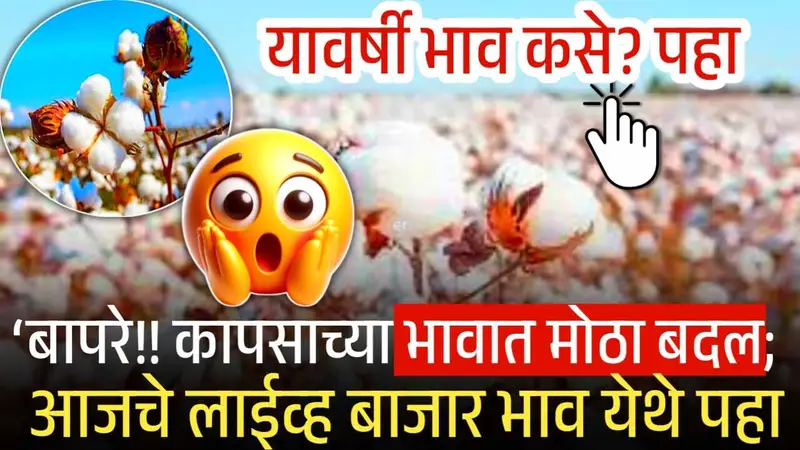 अतिवृष्टी मुळे कापूस उत्पादक शेतकऱ्यांसाठी धोक्याची घंटा! भाव कोसळणार? आयात शुल्क मुदतवाढीचा संपूर्ण बाजारभाव रिपोर्ट!Cotton Crisis